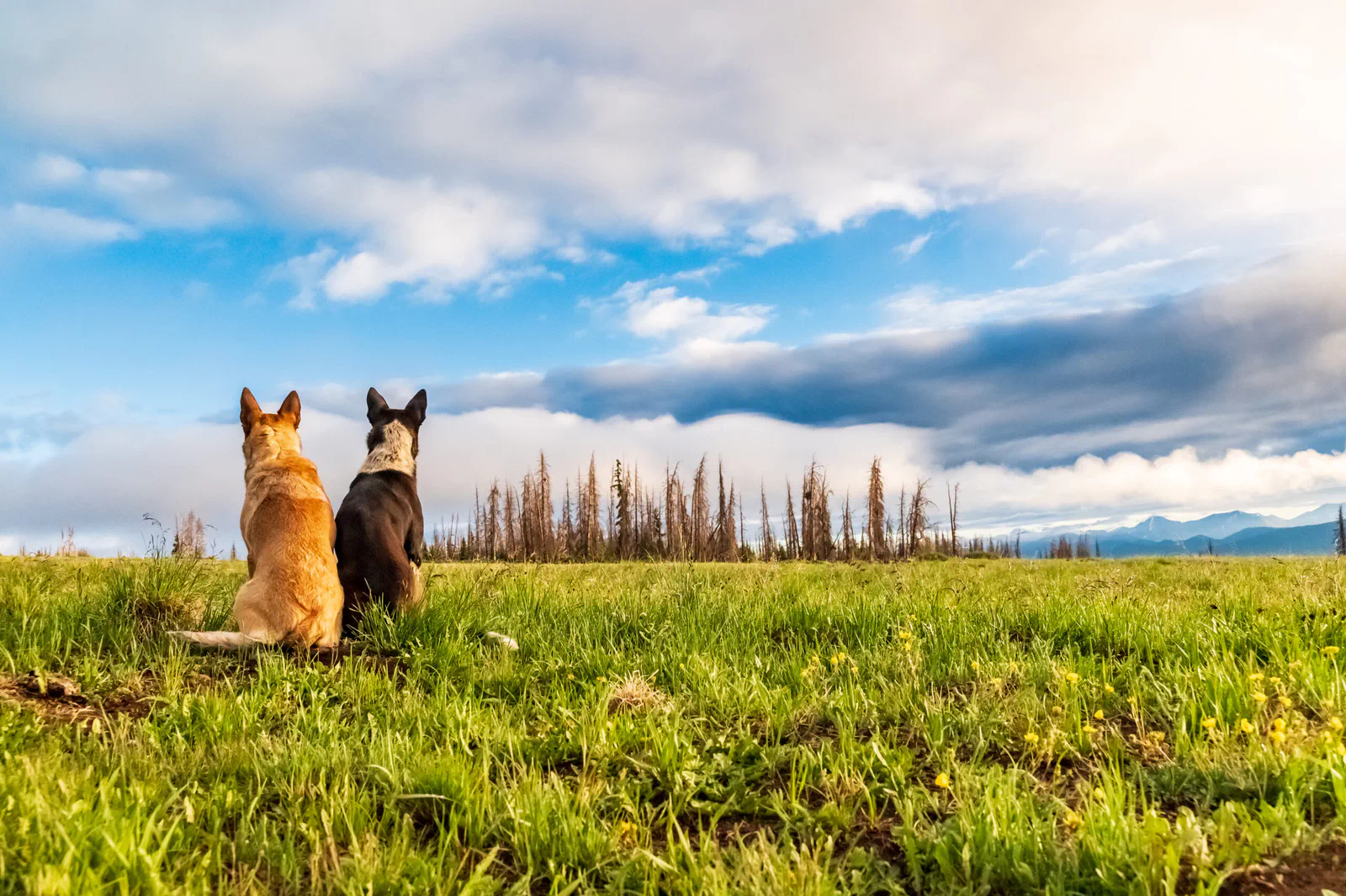 Two dogs in nature