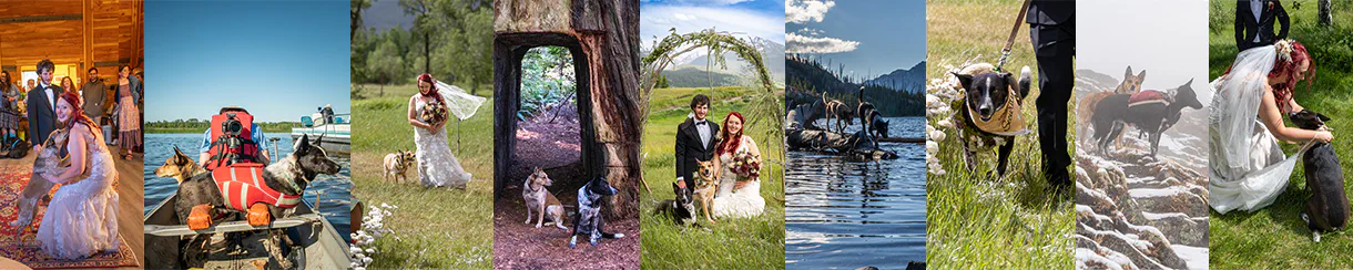 photo collage of dogs